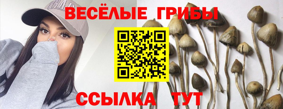 Железногорск  Псилоцибиновые грибы Psilocybe  купить наркотик  Вход с VPN 